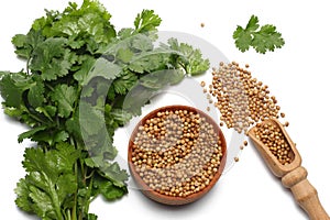 coriander leaves and seeds isolated on white background top view