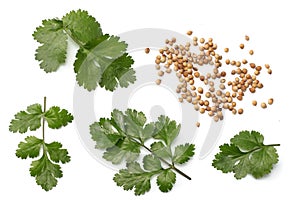 Coriander leaves and seeds isolated on white background top view