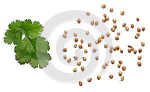 coriander leaves and seeds isolated on white background top view