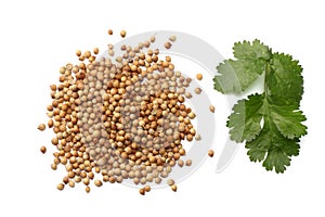 coriander leaves and seeds on white background top view