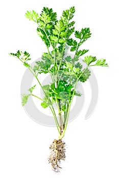 Coriander leaves vegetable isolated on white background. Fresh Cilantro or coriander leaf with root isolated