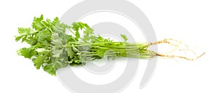 Coriander leaves on white background - isolated