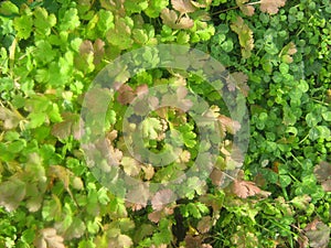 Coriander leaves in the winter