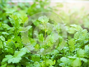 Coriander or parsley