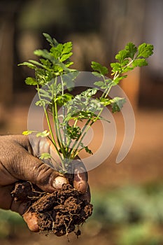 Coriander plant hand foliage