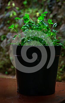 Coriander plant in a pot photo