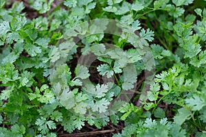 Coriander plant in vegetables garden.