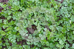 Coriander plant in vegetables garden.