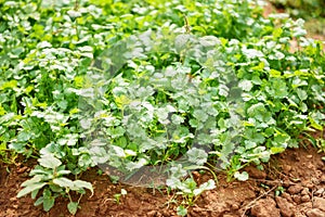 Coriander planting vegetable garden on soil in the vegetable organic farm