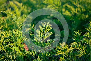 coriander plants and green leaves,Patterns of coriander leaves,Fresh coriander in the field