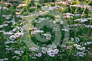 coriander plants and green leaves,Patterns of coriander leaves,Fresh coriander in the field