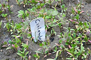 Coriander plants growing in the field