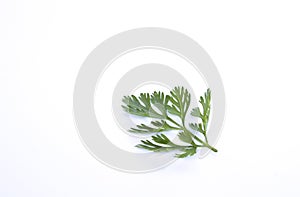 Coriander's leaf on white background photo