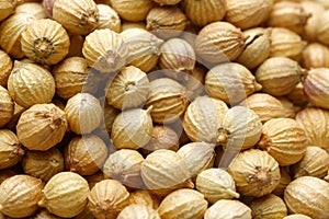 Coriander seed