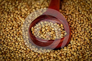 Coriander seed on wooden bowl background,coriander seeds in a wooden spoon on wooden background,dried coriander seed bowl