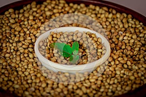 Coriander seed on wooden bowl background,coriander seeds in a wooden spoon on wooden background,dried coriander seed bowl