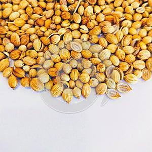 Coriander seeds, Chinese parsley seed spice herb food ingredient in bowl cilantroseeds dhaniabeej dhaniye ke beej photo photo