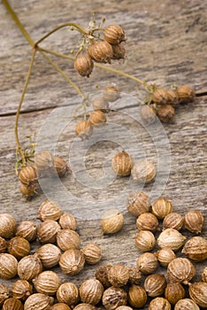 Coriander seeds (Coriandrum sativum)