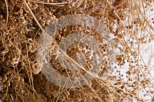 Coriander seeds drying