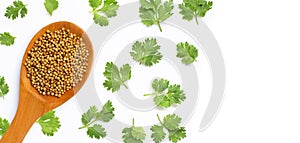 Coriander seeds with fresh leaves isolated on white