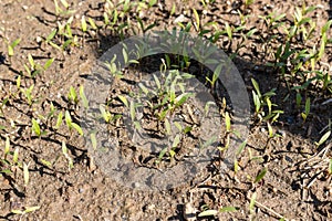 Coriander seeds germinate closeup view