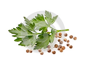 Coriander seeds isolated on white background