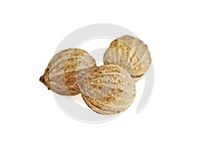 Coriander seeds isolated on white background, close up