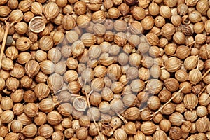 Coriander seeds photo