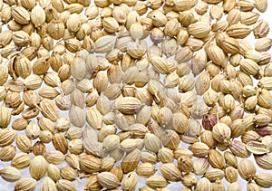 Coriander Seeds in white background