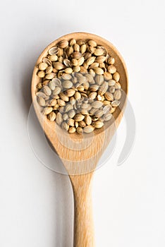 Coriander Seeds on a Wood Spoon