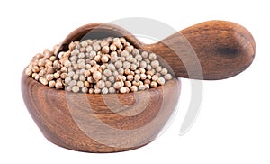 Coriander seeds in wooden bowl and spoon, isolated on white background. Cilantro grain. Organic spice.