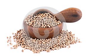 Coriander seeds in wooden bowl and spoon, isolated on white background. Cilantro grain. Organic spice.