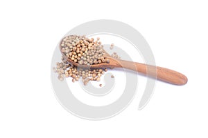 Coriander seeds in wooden spoon