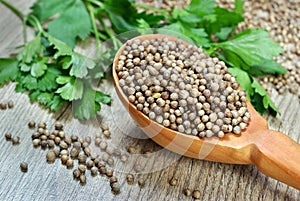 Coriander seeds in a wooden spoon.