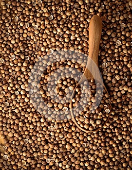 Coriander seeds in the wooden spoon