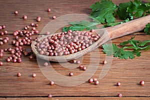 Coriander seeds in wooden spoon and green leaves on wooden background