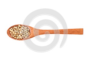 Coriander seeds on wooden spoon isolated on a white background. Spice in wooden spoon. Top view