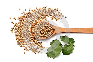 coriander seeds in wooden spoon isolated on white background top view