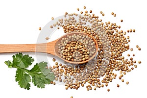 coriander seeds in wooden spoon isolated on white background top view