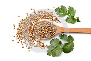 Coriander seeds in wooden spoon isolated on white background top view