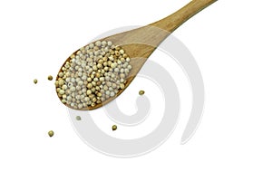 Coriander seeds on wooden spoon isolated on white background. Top view