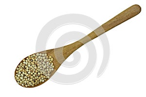 Coriander seeds on wooden spoon isolated on white background. Top view