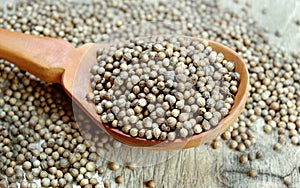 Coriander seeds in a wooden spoon. top view. copy spaces.