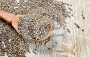 Coriander seeds in a wooden spoon. traditional cooking spices.