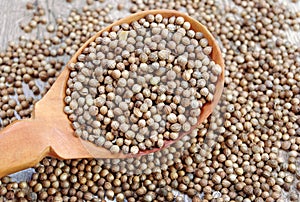 Coriander seeds in a wooden spoon. traditional cooking spices.