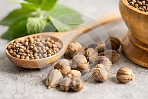 Coriander and siam cardamom Amomum krervanh Pierre, Asia dried spices herb for drug and Thai cooking for good health