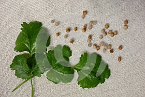 Coriander spice as leaves and fruits