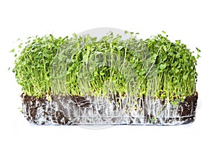 Coriander sprouts over white background