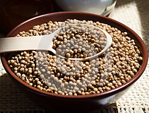 Coriander is a valuable antiscorbutic