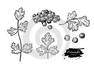 Coriander vector hand drawn illustration set. Isolated spice